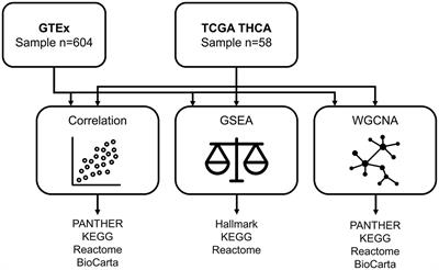 Transcriptomic Characteristics Associated With Aging in the Thyroid Gland